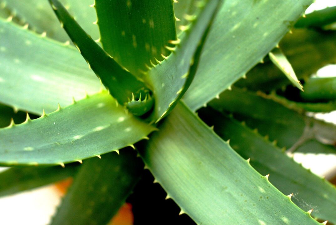 Aloe vera para hombres