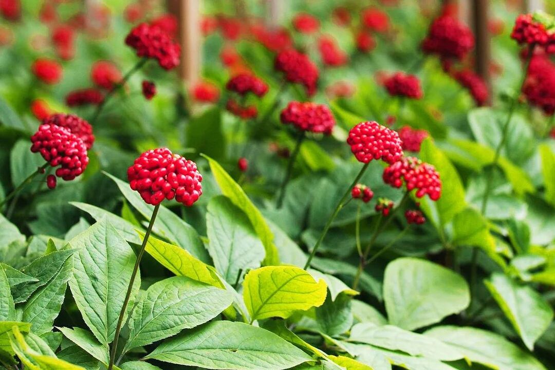 La eficacia de las hierbas de ginseng